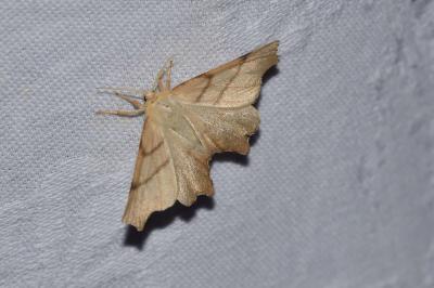 <i>Ennomos erosaria</i>