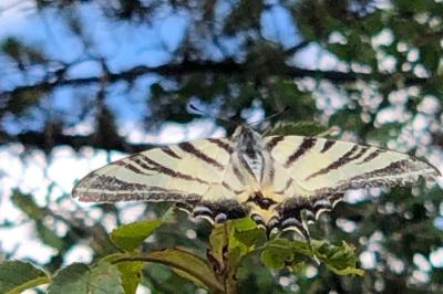 <i>Iphiclides podalirius</i>