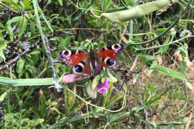 <i>Aglais io</i>