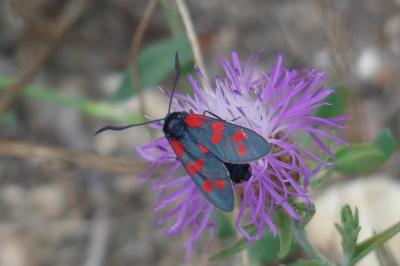 <i>Zygaena filipendulae</i>