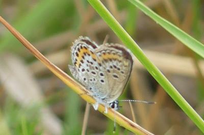<i>Plebejus argus</i>