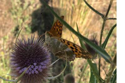 <i>Argynnis paphia</i>