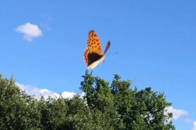 <i>Argynnis paphia</i>