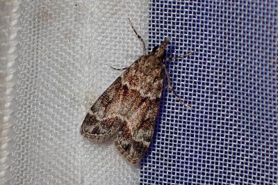 <i>Eudonia mercurella</i>