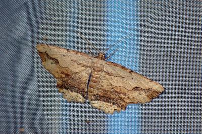 <i>Menophra abruptaria</i>