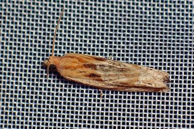 <i>Eucosma</i>