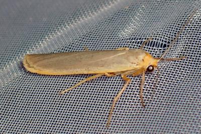 <i>Manulea complana</i>