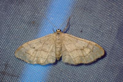 <i>Idaea aversata</i>