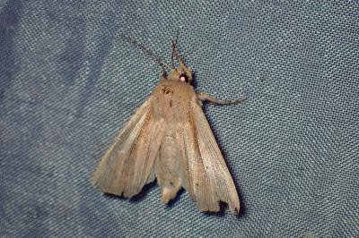 <i>Mythimna pallens</i>