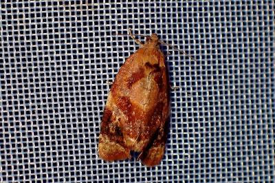 <i>Archips xylosteana</i>