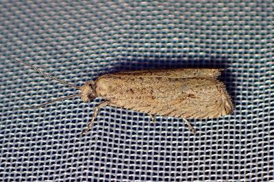 <i>Bactra lancealana</i>