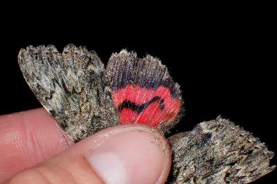 <i>Catocala promissa</i>