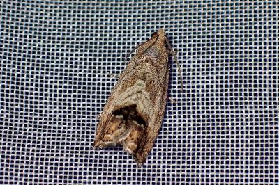 <i>Cydia fagiglandana/splendana</i>