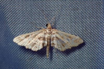 <i>Diasemiopsis ramburialis</i>