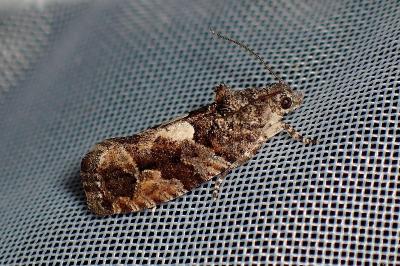<i>Eudemis profundana</i>