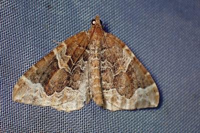 <i>Eulithis prunata</i>