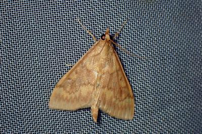 <i>Ostrinia nubilalis</i>