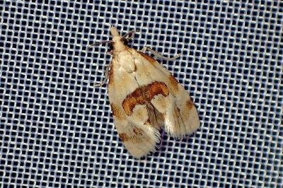 <i>Aethes</i>