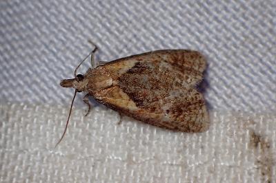 <i>Phtheochroa inopiana</i>