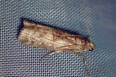<i>Phycita roborella</i>