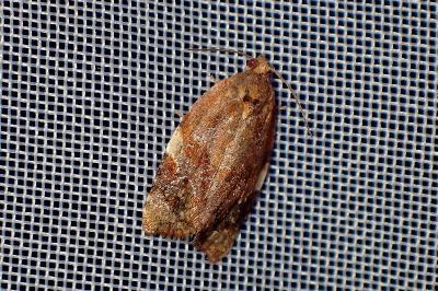 <i>Ditula angustiorana</i>