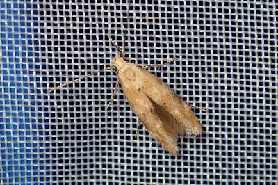 <i>Mompha epilobiella</i>