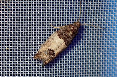 <i>Spilonota ocellana</i>