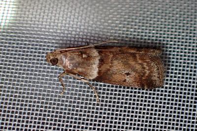 <i>Acrobasis consociella</i>
