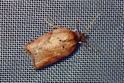 <i>Acleris</i>