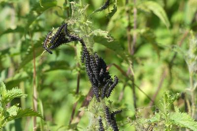 <i>Aglais io</i>