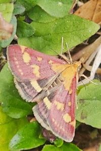 <i>Pyrausta purpuralis</i>