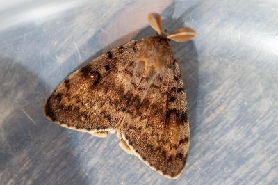 <i>Lymantria dispar</i>