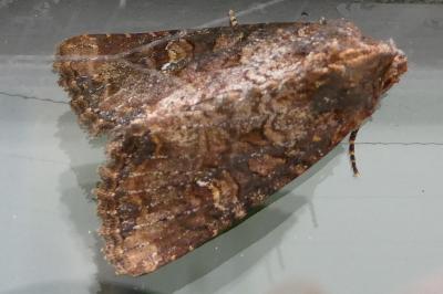 <i>Mesapamea secalella/secalis</i>