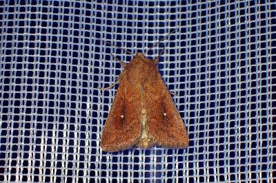 <i>Mythimna albipuncta</i>