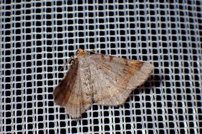 <i>Macaria liturata</i>