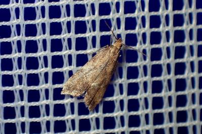 <i>Brachmia blandella</i>