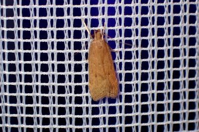 <i>Helcystogramma lutatella</i>
