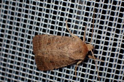 <i>Hoplodrina octogenaria</i>