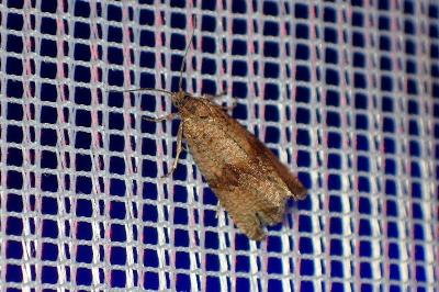 <i>Celypha striana</i>