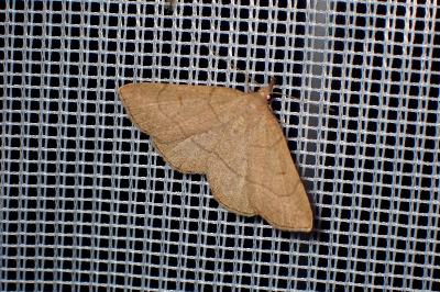 <i>Paracolax tristalis</i>