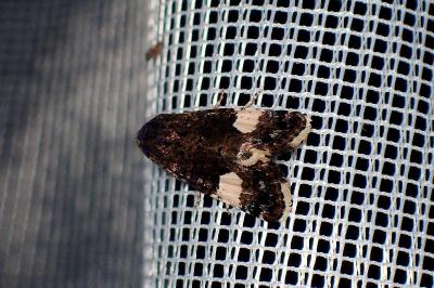 <i>Tyta luctuosa</i>