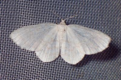 <i>Asthena albulata</i>