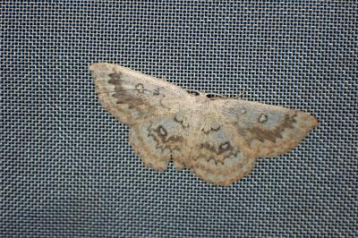 <i>Cyclophora annularia</i>
