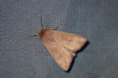<i>Mythimna ferrago</i>