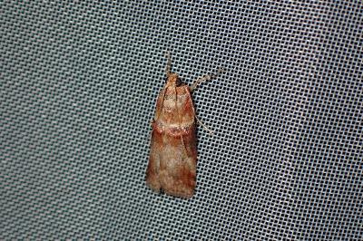 <i>Acrobasis tumidana</i>