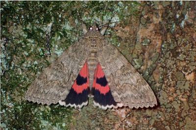 <i>Catocala nupta</i>