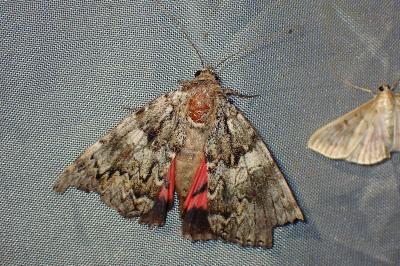 <i>Catocala promissa</i>
