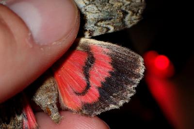 <i>Catocala promissa</i>