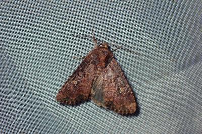 <i>Mesapamea secalella/secalis</i>