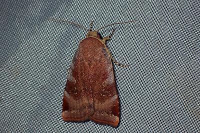 <i>Noctua janthe/janthina</i>
